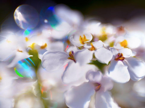 Jewels of the Enchanted Forest I White Modern Wood Framed Art Print with Double Matting by Hunt, Gillian