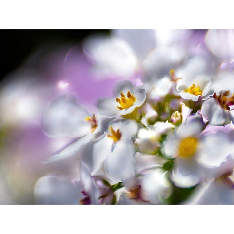 Jewels of the Enchanted Forest II Gold Ornate Wood Framed Art Print with Double Matting by Hunt, Gillian