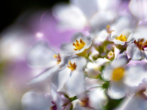 Jewels of the Enchanted Forest II Black Ornate Wood Framed Art Print with Double Matting by Hunt, Gillian