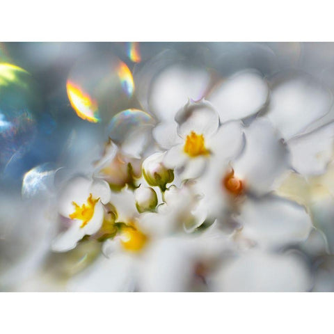 Jewels of the Enchanted Forest III White Modern Wood Framed Art Print by Hunt, Gillian