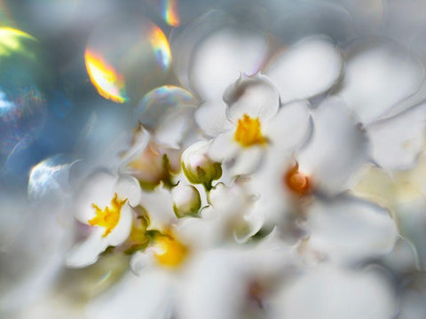 Jewels of the Enchanted Forest III White Modern Wood Framed Art Print with Double Matting by Hunt, Gillian