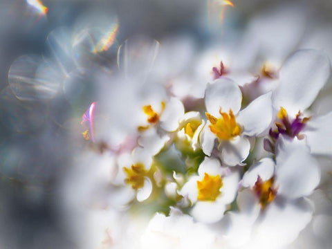 Jewels of the Enchanted Forest IV Black Ornate Wood Framed Art Print with Double Matting by Hunt, Gillian