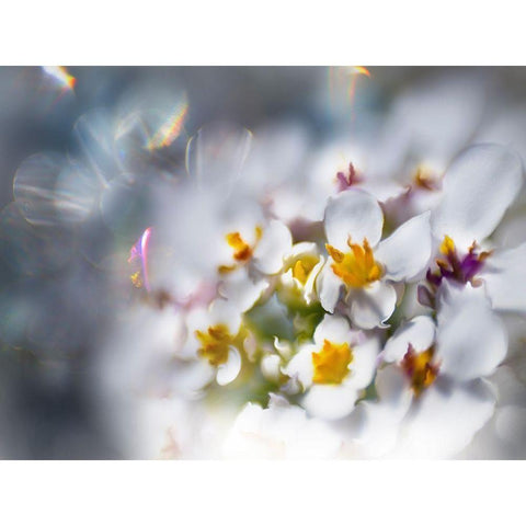 Jewels of the Enchanted Forest IV White Modern Wood Framed Art Print by Hunt, Gillian