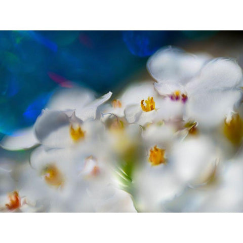 Jewels of the Enchanted Forest V White Modern Wood Framed Art Print by Hunt, Gillian