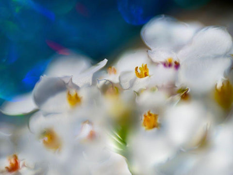 Jewels of the Enchanted Forest V Black Ornate Wood Framed Art Print with Double Matting by Hunt, Gillian