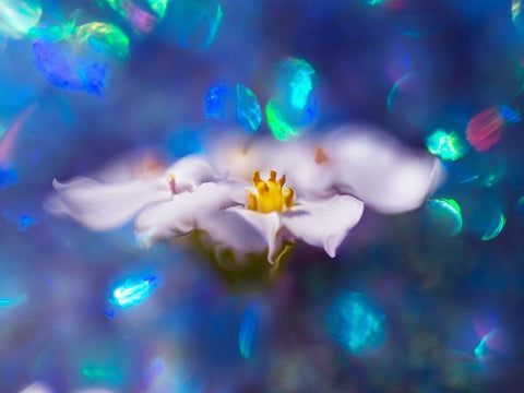 Jewels of the Enchanted Forest VI Black Ornate Wood Framed Art Print with Double Matting by Hunt, Gillian