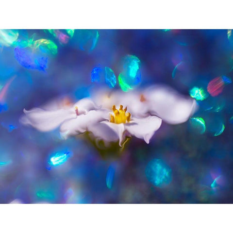 Jewels of the Enchanted Forest VI Black Modern Wood Framed Art Print with Double Matting by Hunt, Gillian