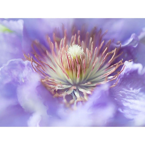 Heart of the Camelia I Gold Ornate Wood Framed Art Print with Double Matting by Hunt, Gillian