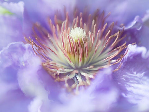 Heart of the Camelia I White Modern Wood Framed Art Print with Double Matting by Hunt, Gillian