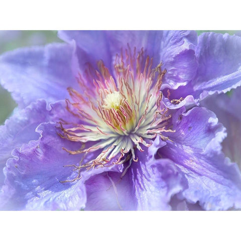 Heart of the Camelia II White Modern Wood Framed Art Print by Hunt, Gillian