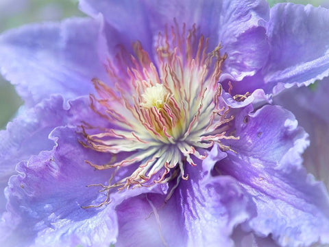 Heart of the Camelia II Black Ornate Wood Framed Art Print with Double Matting by Hunt, Gillian