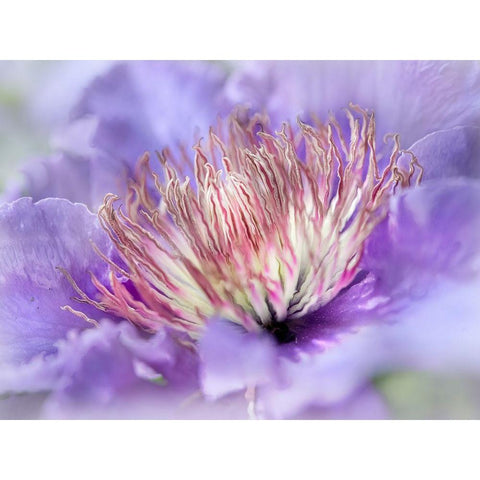 Heart of the Camelia III White Modern Wood Framed Art Print by Hunt, Gillian