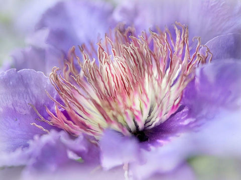 Heart of the Camelia III White Modern Wood Framed Art Print with Double Matting by Hunt, Gillian