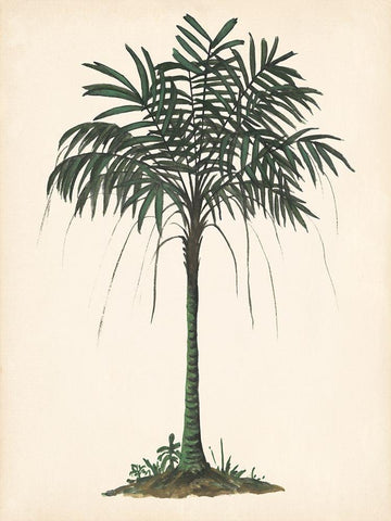 Palm Tree Study II Black Ornate Wood Framed Art Print with Double Matting by Wang, Melissa