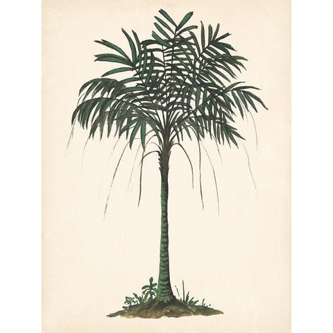 Palm Tree Study II White Modern Wood Framed Art Print by Wang, Melissa