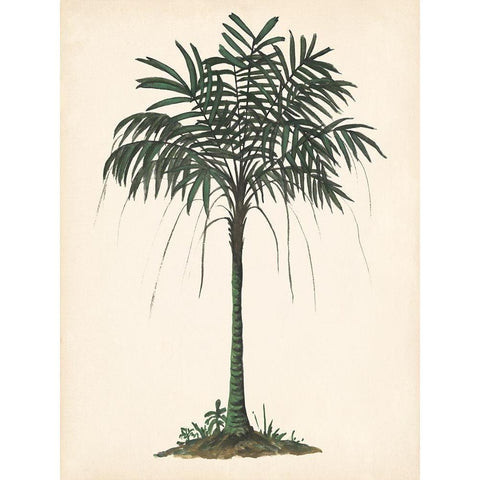 Palm Tree Study II Gold Ornate Wood Framed Art Print with Double Matting by Wang, Melissa
