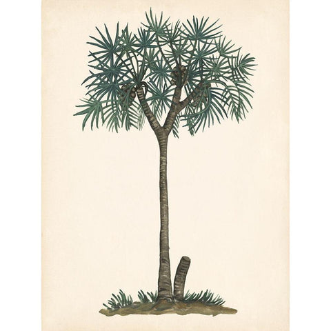 Palm Tree Study III Black Modern Wood Framed Art Print with Double Matting by Wang, Melissa