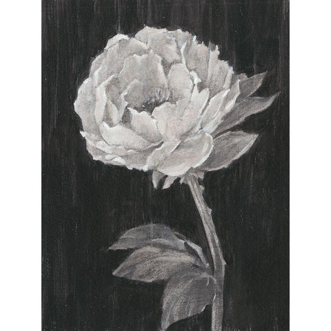 Black and White Flowers II White Modern Wood Framed Art Print by Harper, Ethan