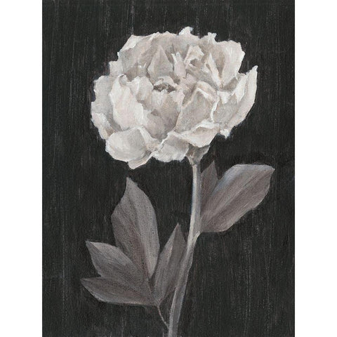 Black and White Flowers IV White Modern Wood Framed Art Print by Harper, Ethan