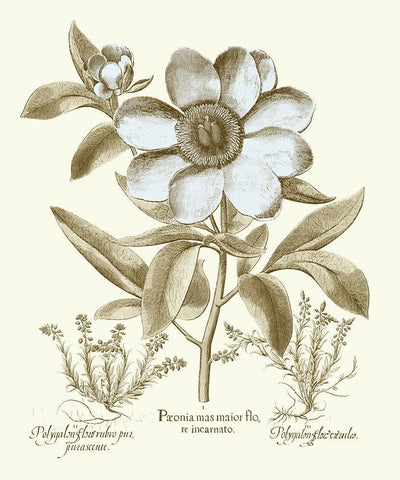 Spa Peonies I White Modern Wood Framed Art Print with Double Matting by Besler, Basilius