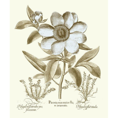 Spa Peonies I White Modern Wood Framed Art Print by Besler, Basilius