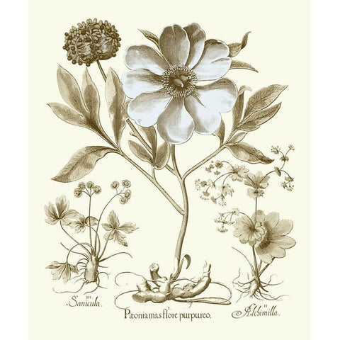 Spa Peonies II Black Modern Wood Framed Art Print with Double Matting by Besler, Basilius