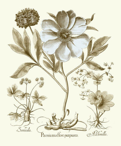 Spa Peonies II White Modern Wood Framed Art Print with Double Matting by Besler, Basilius