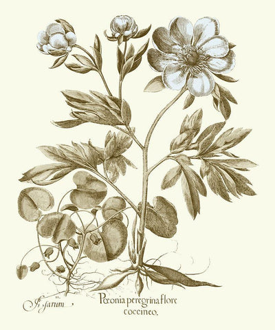 Spa Peonies III Black Ornate Wood Framed Art Print with Double Matting by Besler, Basilius