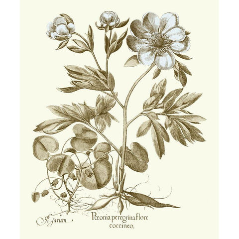 Spa Peonies III Black Modern Wood Framed Art Print by Besler, Basilius