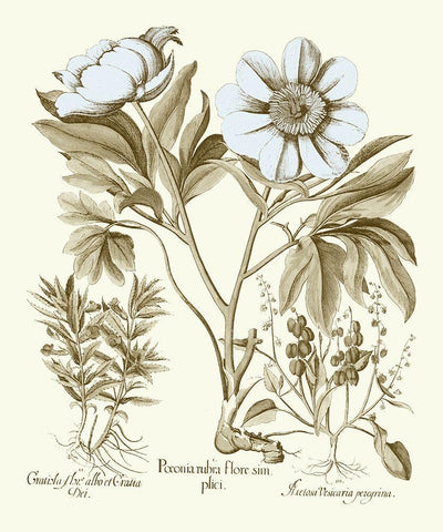 Spa Peonies IV White Modern Wood Framed Art Print with Double Matting by Besler, Basilius