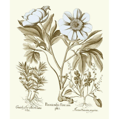 Spa Peonies IV Gold Ornate Wood Framed Art Print with Double Matting by Besler, Basilius