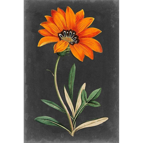 Dramatic Floral I Black Modern Wood Framed Art Print with Double Matting by Curtis