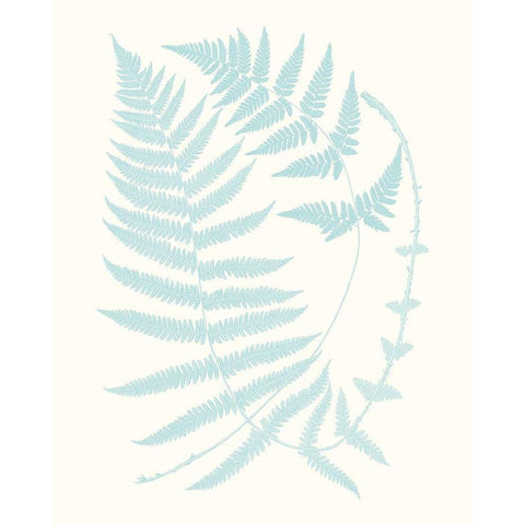 Serene Ferns III Black Modern Wood Framed Art Print with Double Matting by Vision Studio