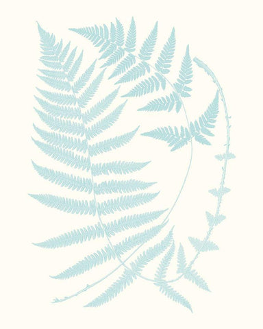 Serene Ferns III White Modern Wood Framed Art Print with Double Matting by Vision Studio