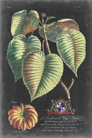Dramatic Royal Botanical I White Modern Wood Framed Art Print with Double Matting by Ehret, George