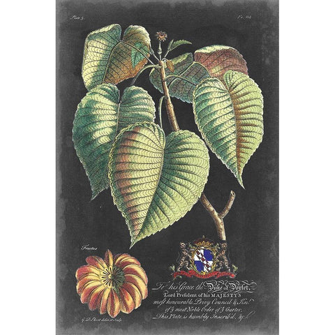 Dramatic Royal Botanical I White Modern Wood Framed Art Print by Ehret, George