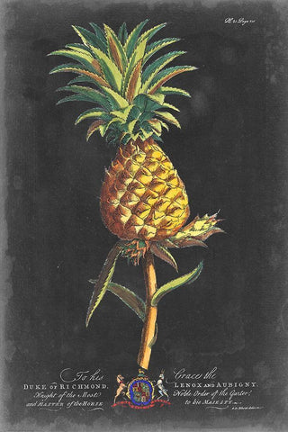 Dramatic Royal Botanical II White Modern Wood Framed Art Print with Double Matting by Ehret, George