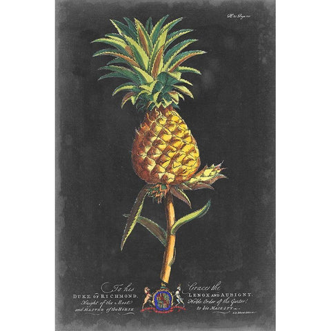 Dramatic Royal Botanical II Black Modern Wood Framed Art Print by Ehret, George