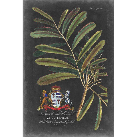 Dramatic Royal Botanical III Black Modern Wood Framed Art Print by Ehret, George