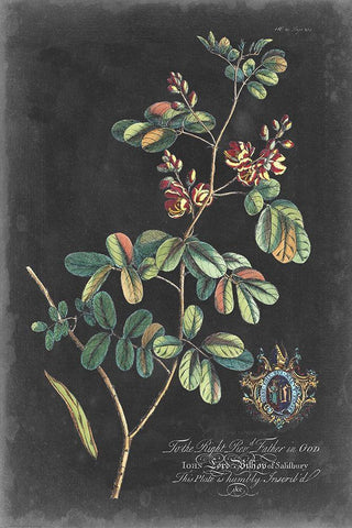 Dramatic Royal Botanical IV Black Ornate Wood Framed Art Print with Double Matting by Ehret, George