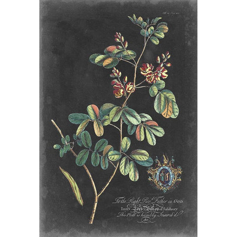 Dramatic Royal Botanical IV Black Modern Wood Framed Art Print by Ehret, George