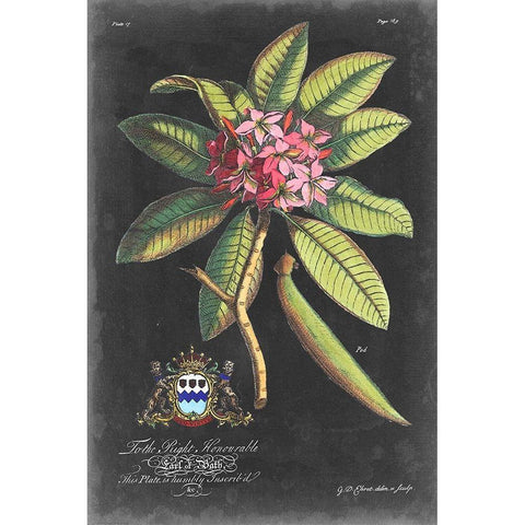 Dramatic Royal Botanical V Gold Ornate Wood Framed Art Print with Double Matting by Ehret, George
