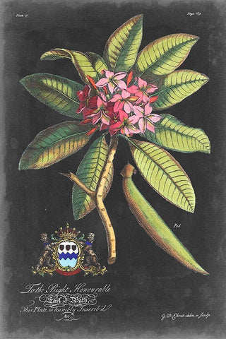 Dramatic Royal Botanical V Black Ornate Wood Framed Art Print with Double Matting by Ehret, George