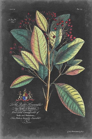 Dramatic Royal Botanical VI Black Ornate Wood Framed Art Print with Double Matting by Ehret, George