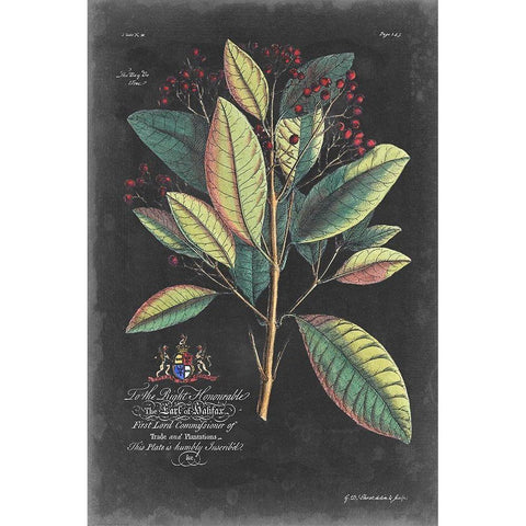 Dramatic Royal Botanical VI Black Modern Wood Framed Art Print with Double Matting by Ehret, George