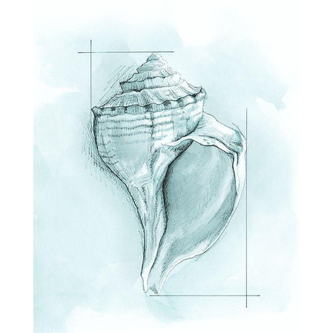 Coastal Shell Schematic I Black Modern Wood Framed Art Print with Double Matting by Meagher, Megan