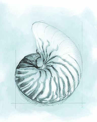Coastal Shell Schematic II White Modern Wood Framed Art Print with Double Matting by Meagher, Megan