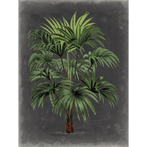 Dramatic Palm I Black Modern Wood Framed Art Print with Double Matting by Vision Studio