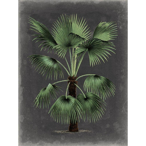 Dramatic Palm II White Modern Wood Framed Art Print by Vision Studio