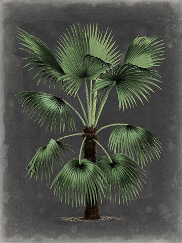 Dramatic Palm II Black Ornate Wood Framed Art Print with Double Matting by Vision Studio